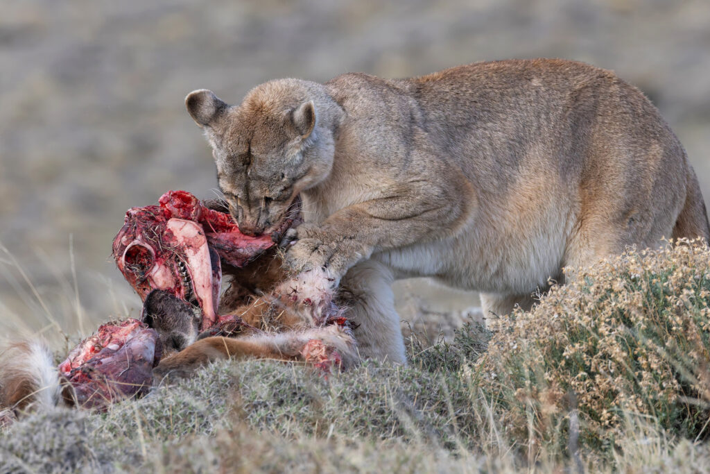At least the poor Guanaco is getting upcycled as Puma! (image by Mike Watson)