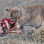 At least the poor Guanaco is getting upcycled as Puma! (image by Mike Watson)