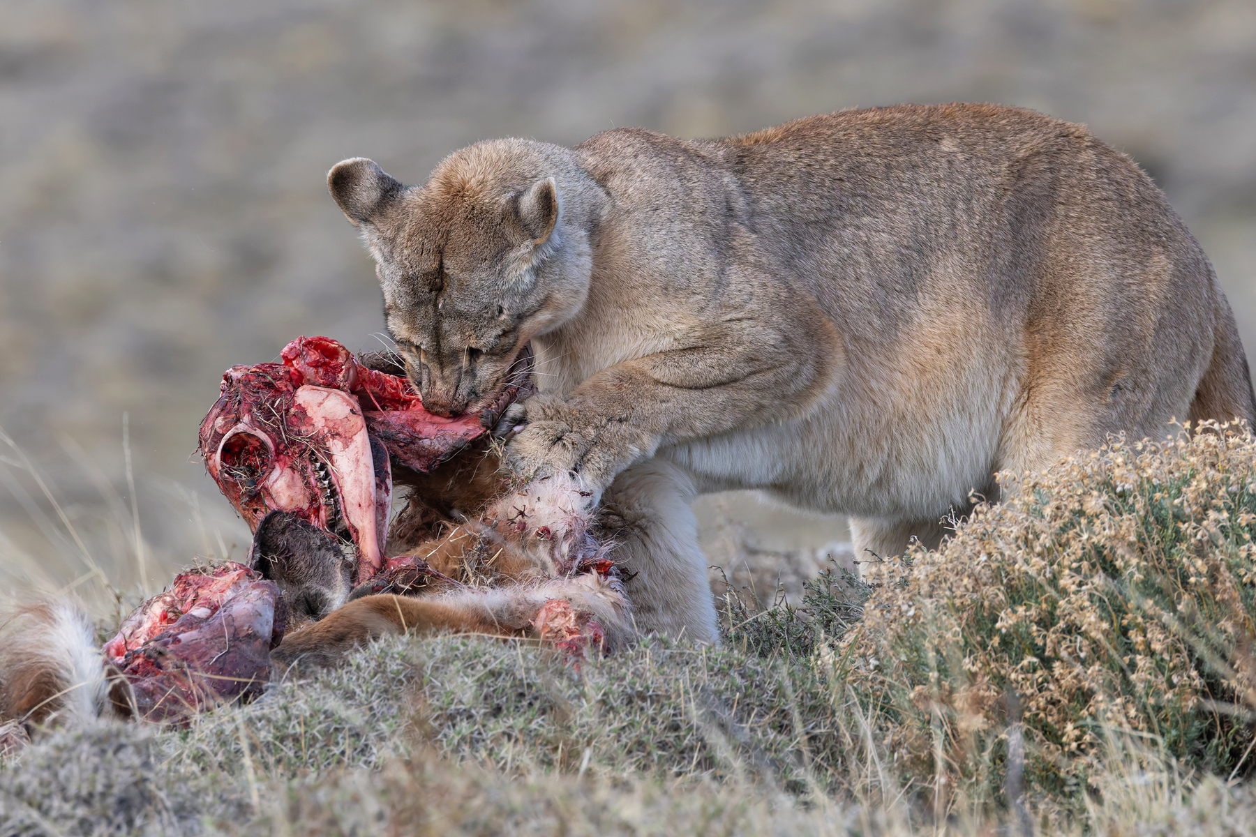 At least the poor Guanaco is getting upcycled as Puma! (image by Mike Watson)