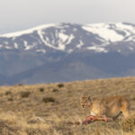 Matriarch Puma Rupestre is nearing the end of her meal (image by Mike Watson)