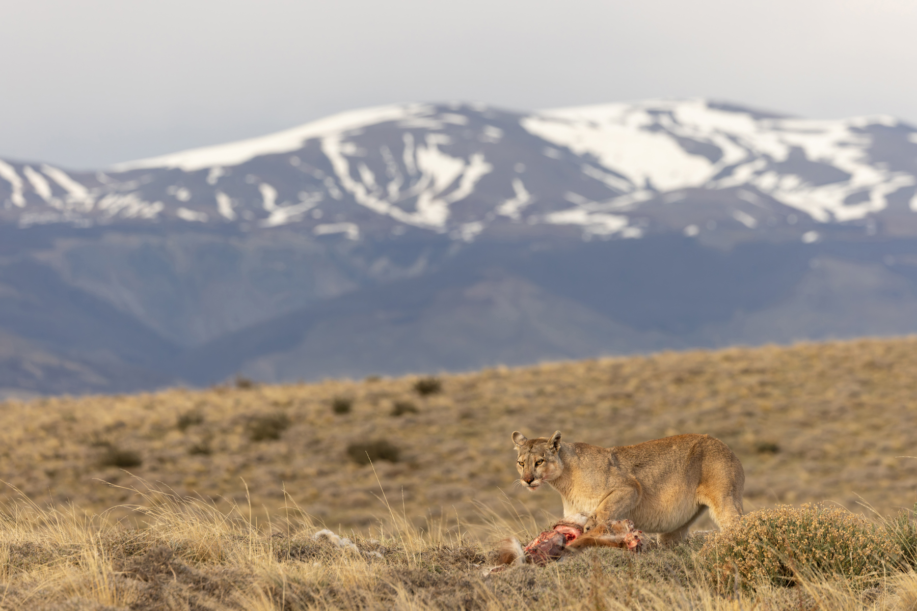 Matriarch Puma Rupestre is nearing the end of her meal (image by Mike Watson)