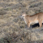 Rupestre is the queen of her dynasty, she has several strong daughters who are continuing her line (image by Mike Watson)