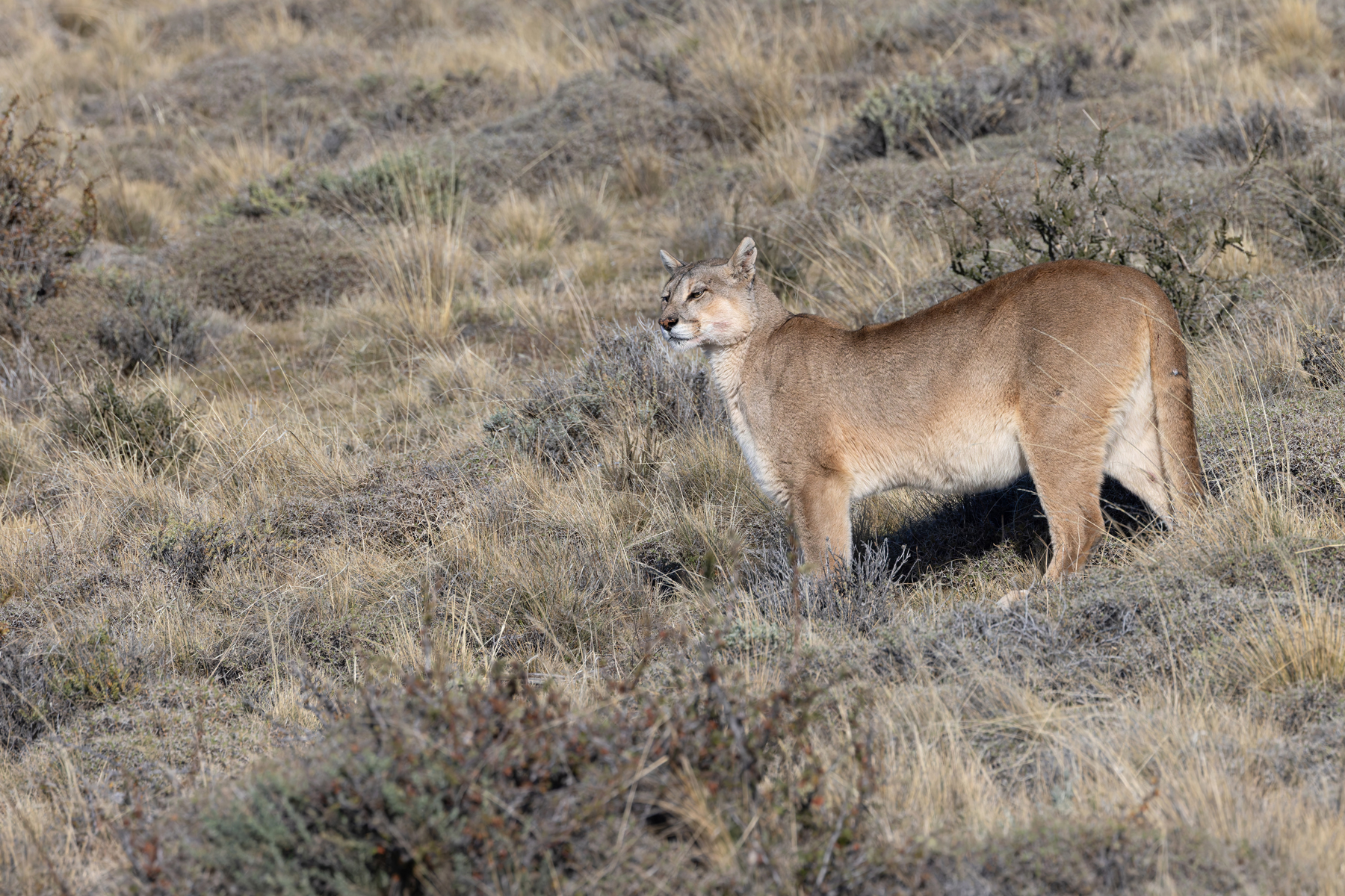 Rupestre is the queen of her dynasty, she has several strong daughters who are continuing her line (image by Mike Watson)