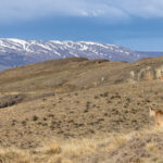 Having finished her meal Rupestre scans the landscape before making her way to a resting spot (image by Mike Watson)