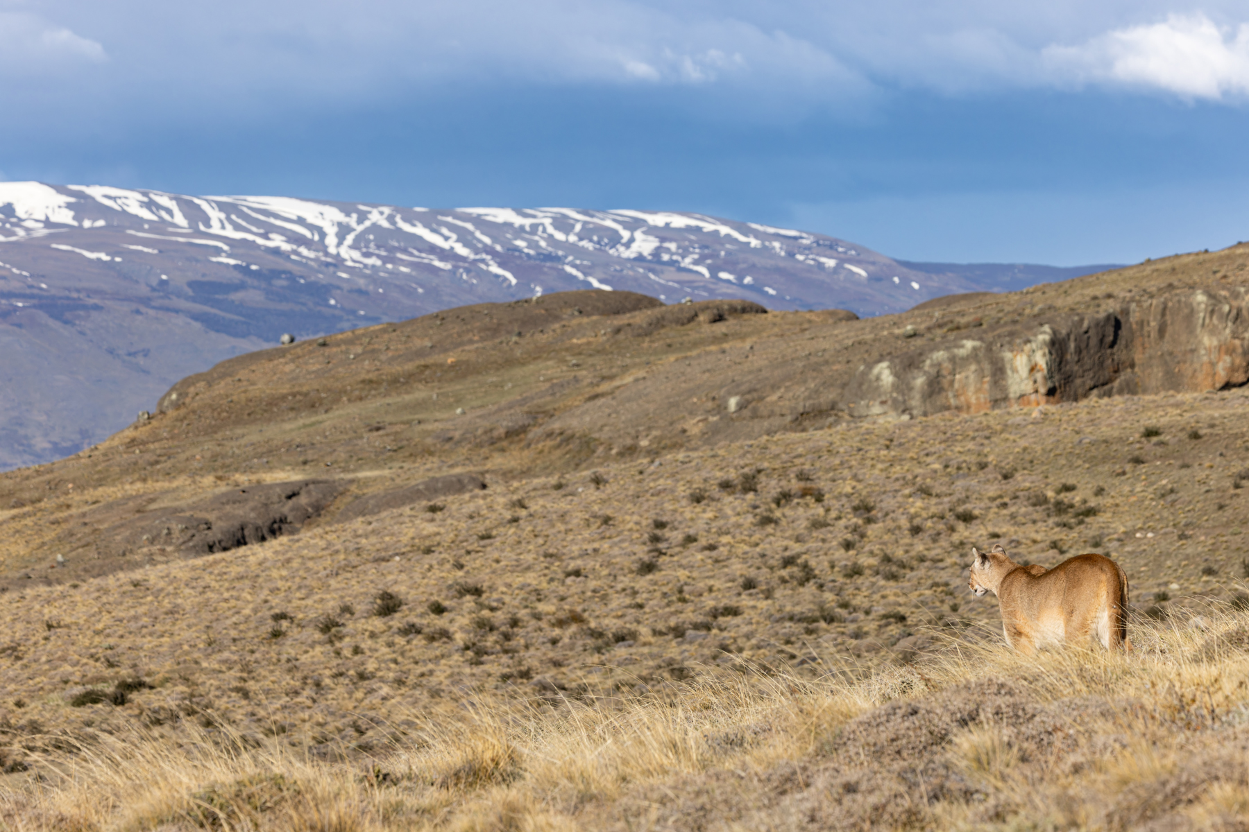 Having finished her meal Rupestre scans the landscape before making her way to a resting spot (image by Mike Watson)