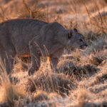 The Frost Princess Escarcha (image by Mike Watson)