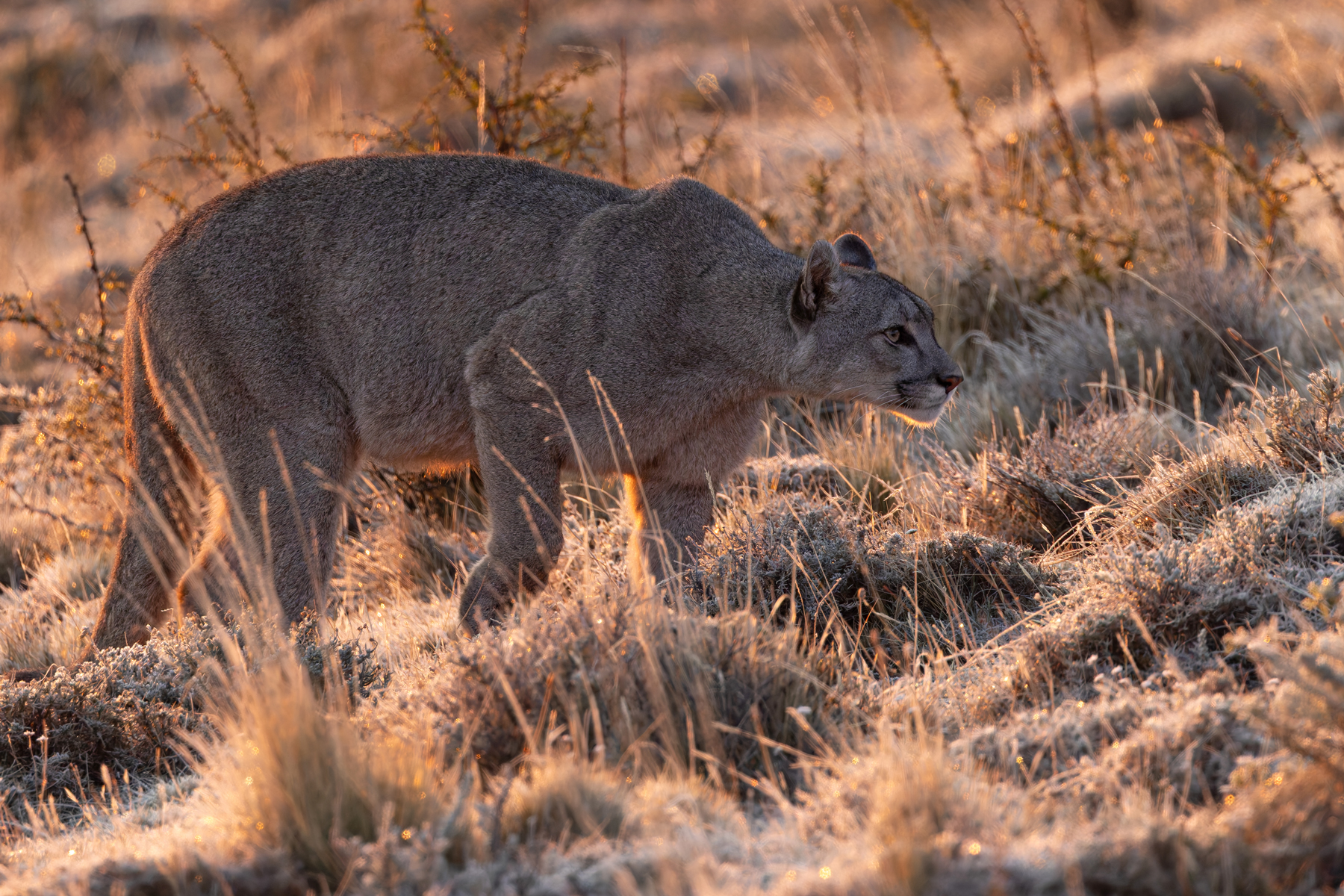 The Frost Princess Escarcha (image by Mike Watson)