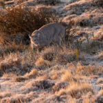 The Frost Princess Escarcha (image by Mike Watson)