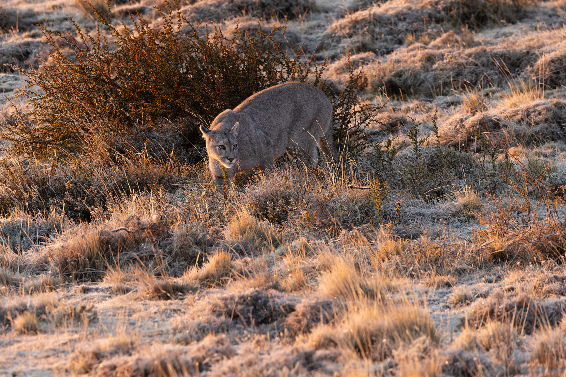 The Frost Princess Escarcha (image by Mike Watson)