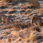 Escarcha adopts a submissive posture as she approaches Rupestre’s kill, may I join you? (image by Mike Watson)