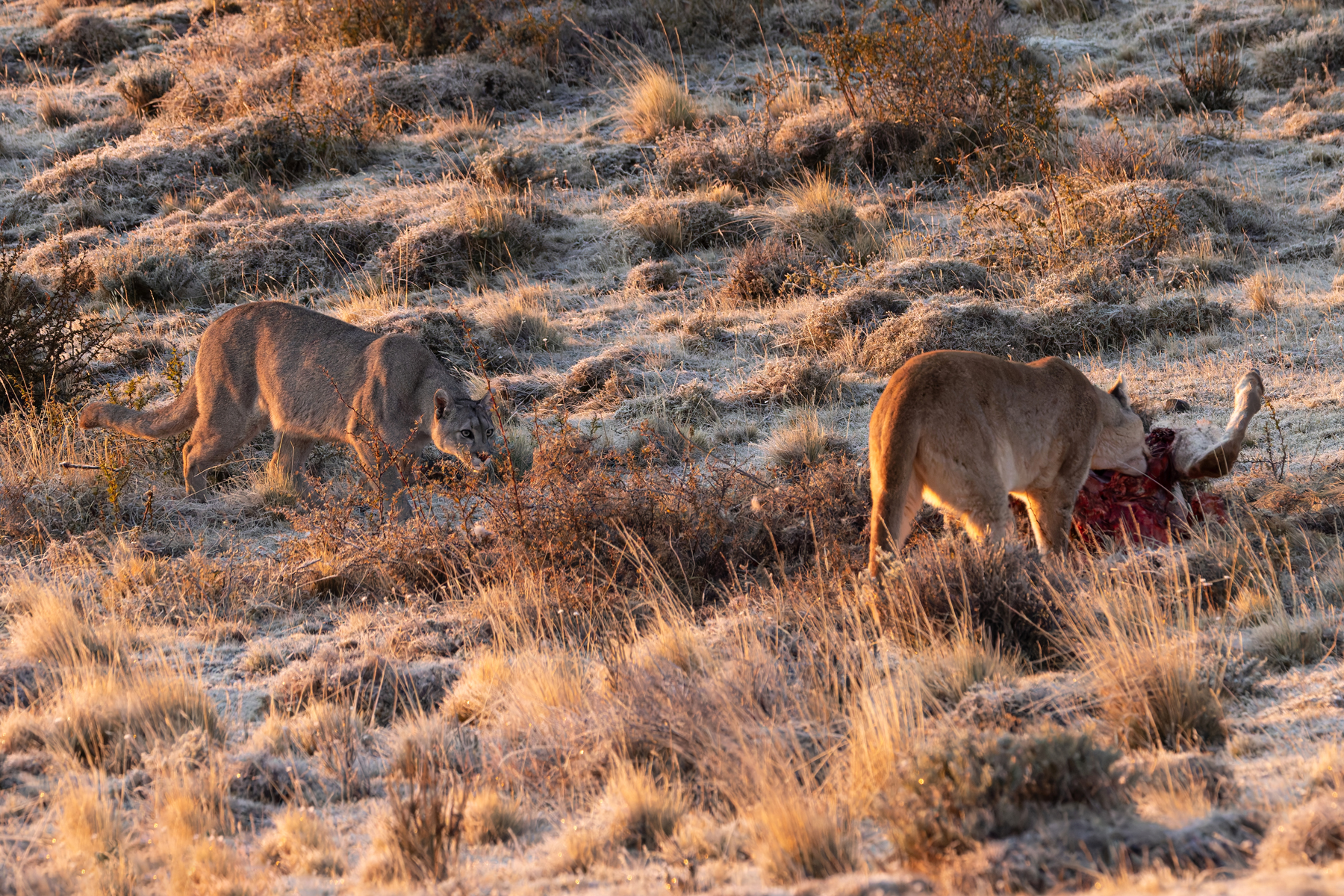 Escarcha adopts a submissive posture as she approaches Rupestre’s kill, may I join you? (image by Mike Watson)