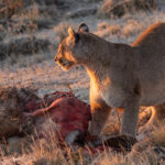Oh go on, if you must. Generous Rupestre is happy for Escarcha to join her at her kill, we weren’t expecting this behaviour from a big cat but they probably already co-operated at the kill on day 1 of our Puma tracking? (image by Mike Watson)