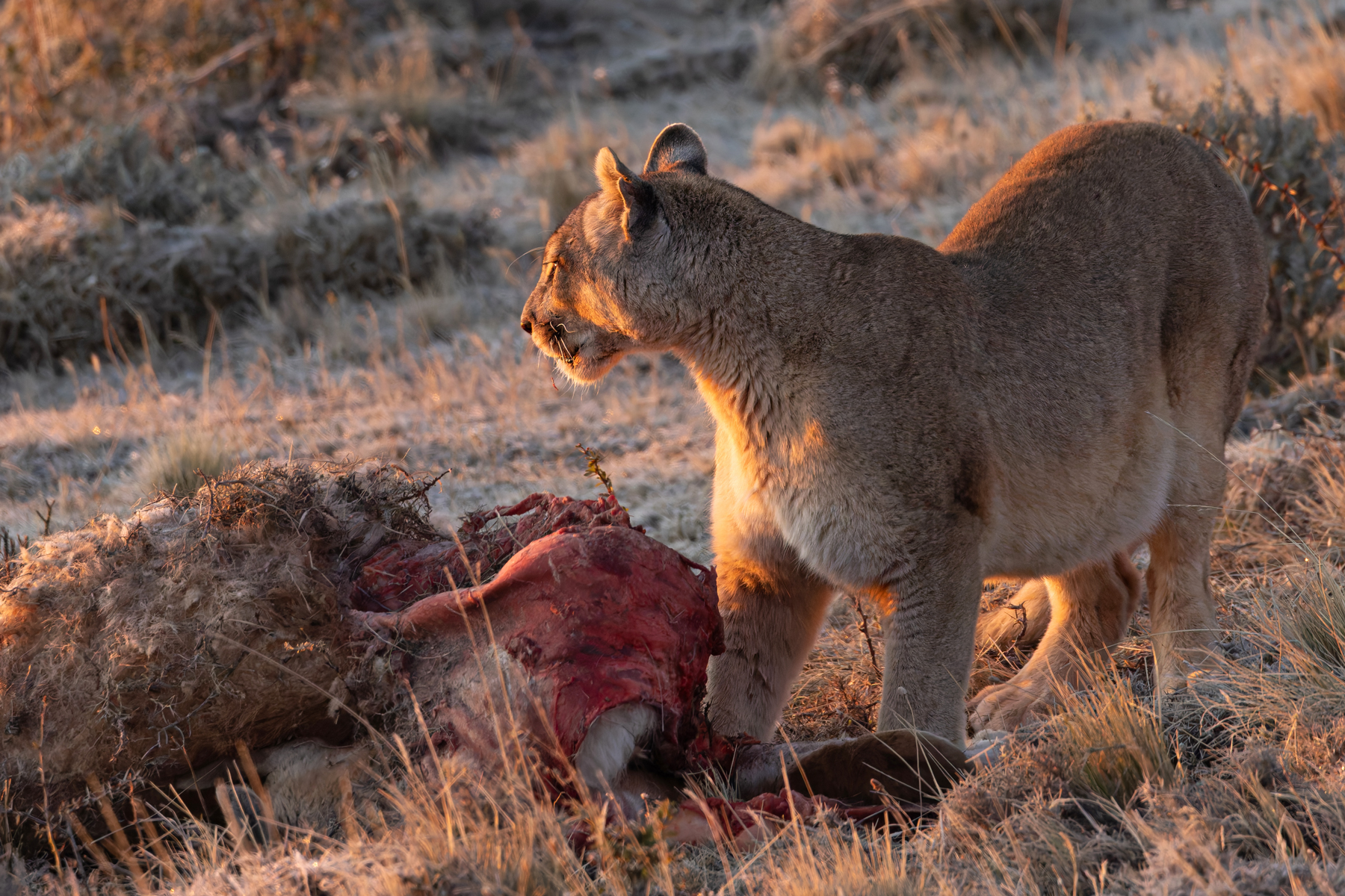Oh go on, if you must. Generous Rupestre is happy for Escarcha to join her at her kill, we weren’t expecting this behaviour from a big cat but they probably already co-operated at the kill on day 1 of our Puma tracking? (image by Mike Watson)