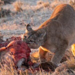 Rupestre gets stuck in, she may have been around the block but she is still a big powerful cat (image by Mike Watson)