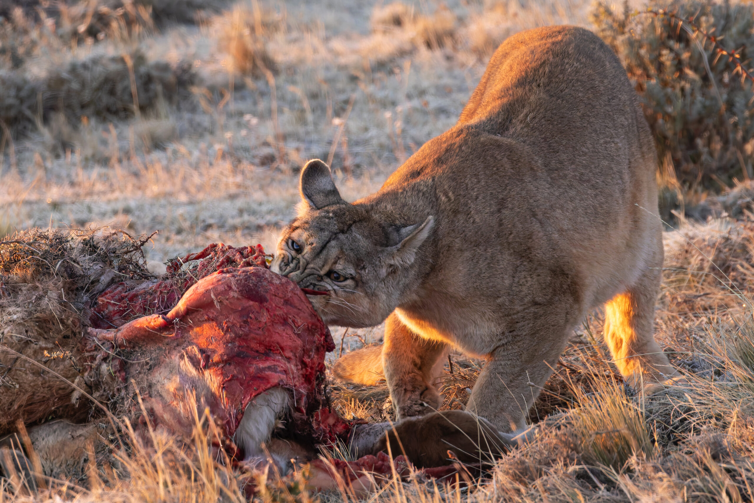 Rupestre gets stuck in, she may have been around the block but she is still a big powerful cat (image by Mike Watson)