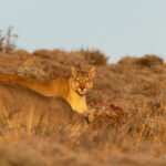 Rupestre has a big broad face and a notch in her left ear (image by Mike Watson)