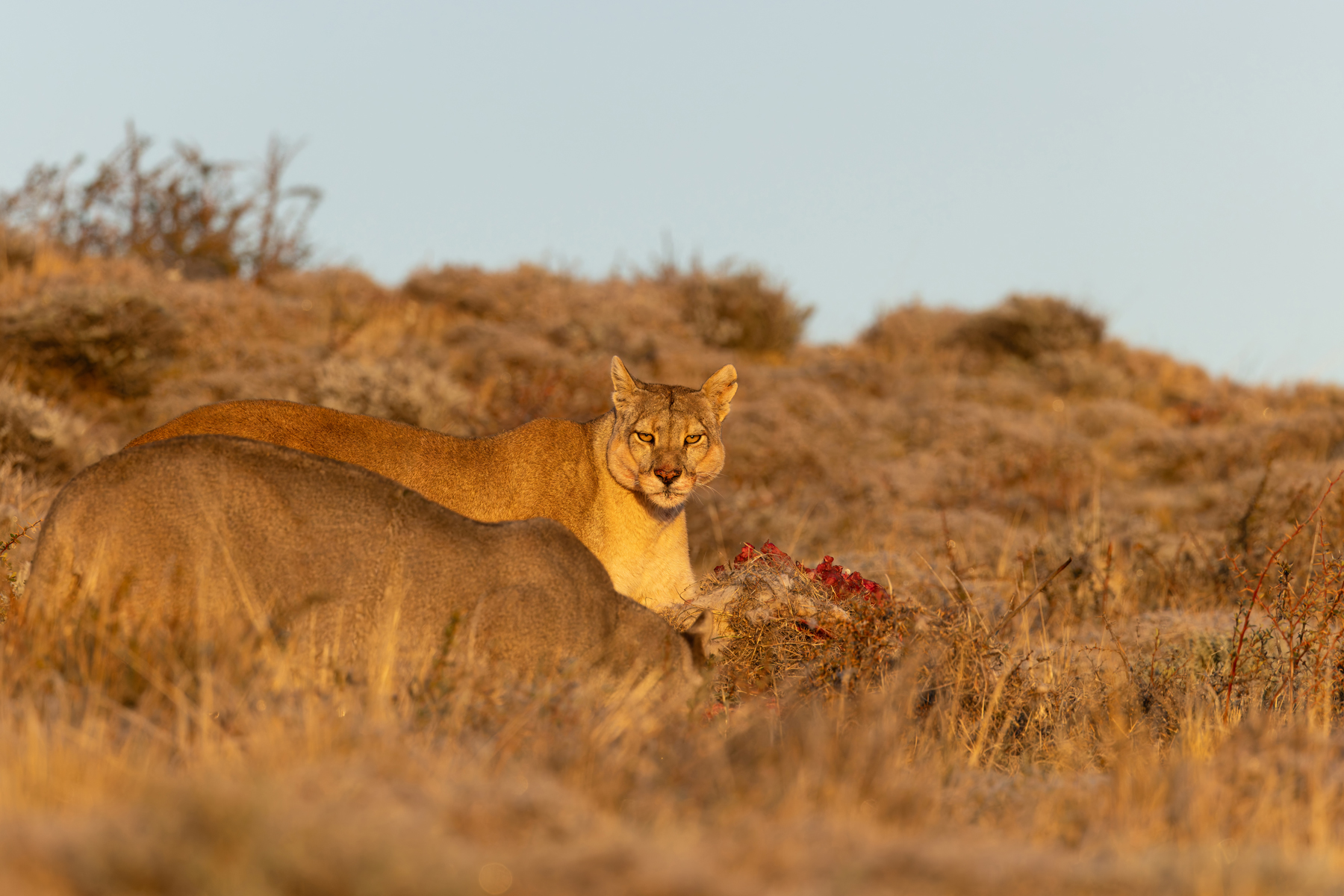 Rupestre has a big broad face and a notch in her left ear (image by Mike Watson)