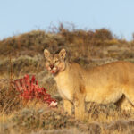 Rupestre, full fit to burst. She is still doing very well, that is two kills in one week (image by Mike Watson)