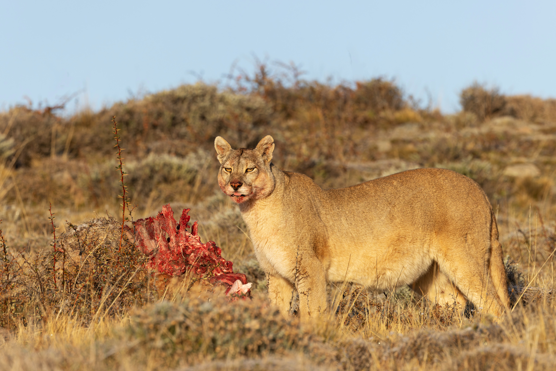 Rupestre, full fit to burst. She is still doing very well, that is two kills in one week (image by Mike Watson)