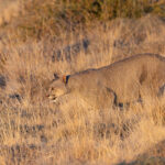Pumas blend perfectly into the lansdscape even with their unpatterned coats (image by Mike Watson)