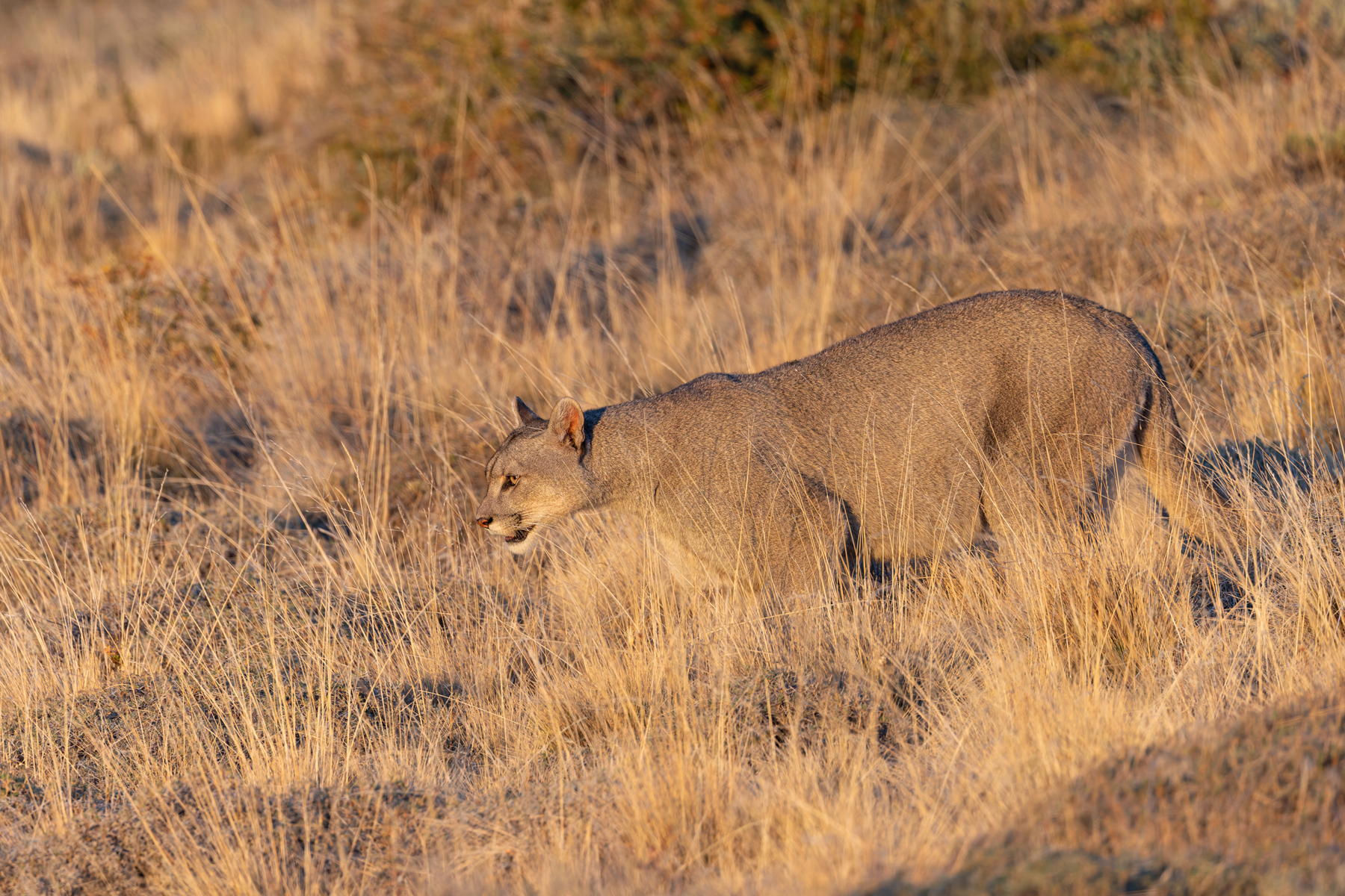 Pumas blend perfectly into the lansdscape even with their unpatterned coats (image by Mike Watson)
