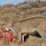 Escarcha - big cats do like to play with their food (image by Mike Watson)