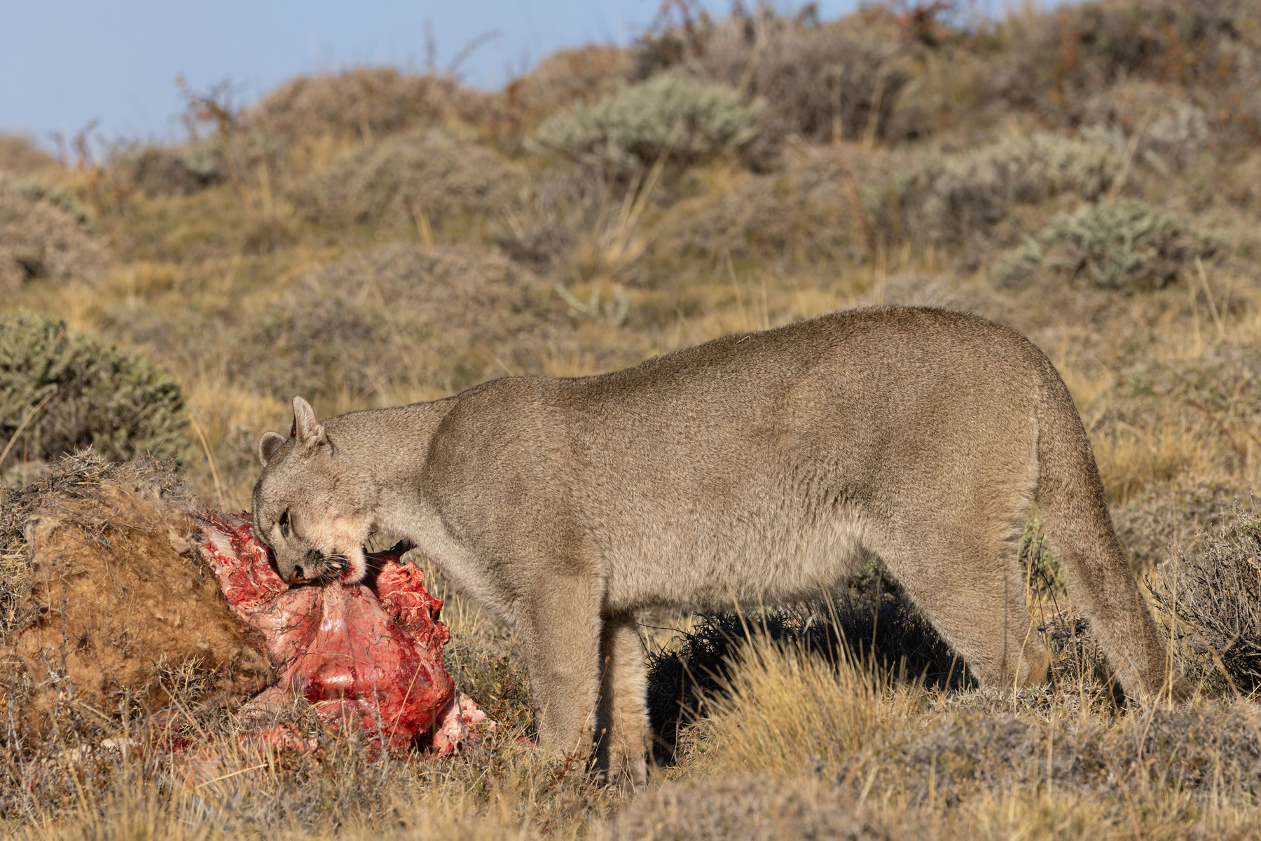Escarcha - big cats do like to play with their food (image by Mike Watson)
