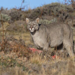 Frost-coated Escarcha had enough to eat now (image by Mike Watson)