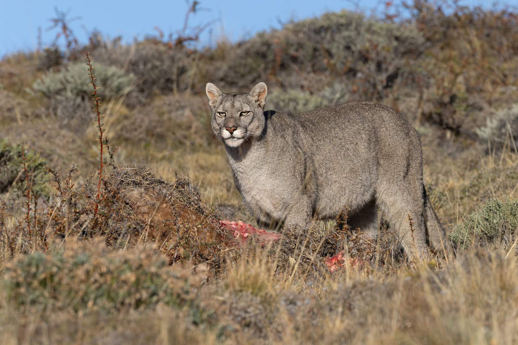 Frost-coated Escarcha had enough to eat now (image by Mike Watson)