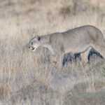 Buckle up! It’s another walk with a Puma, the most beautiful of all, Escarcha! (image by Mike Watson)