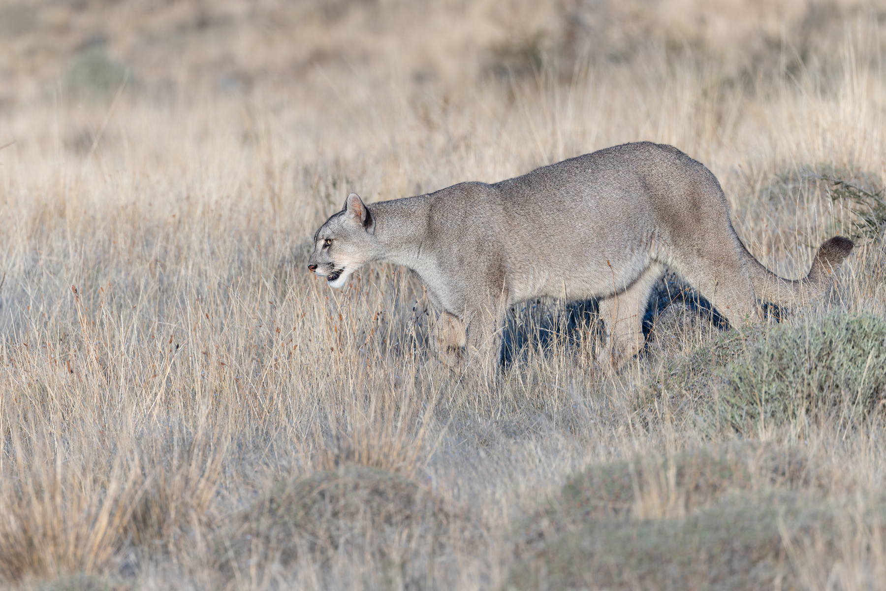 Buckle up! It’s another walk with a Puma, the most beautiful of all, Escarcha! (image by Mike Watson)