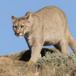 As with all cats, their ears are a clue to their feelings. Escarcha is mildly put out by something (image by Mike Watson)