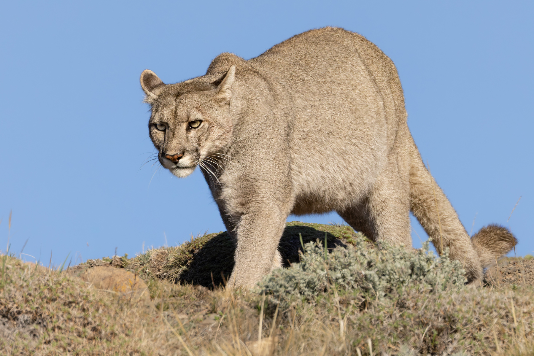 As with all cats, their ears are a clue to their feelings. Escarcha is mildly put out by something (image by Mike Watson)