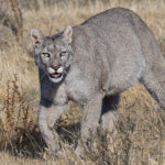 Escarcha in a more relaxed pose (image by Mike Watson)