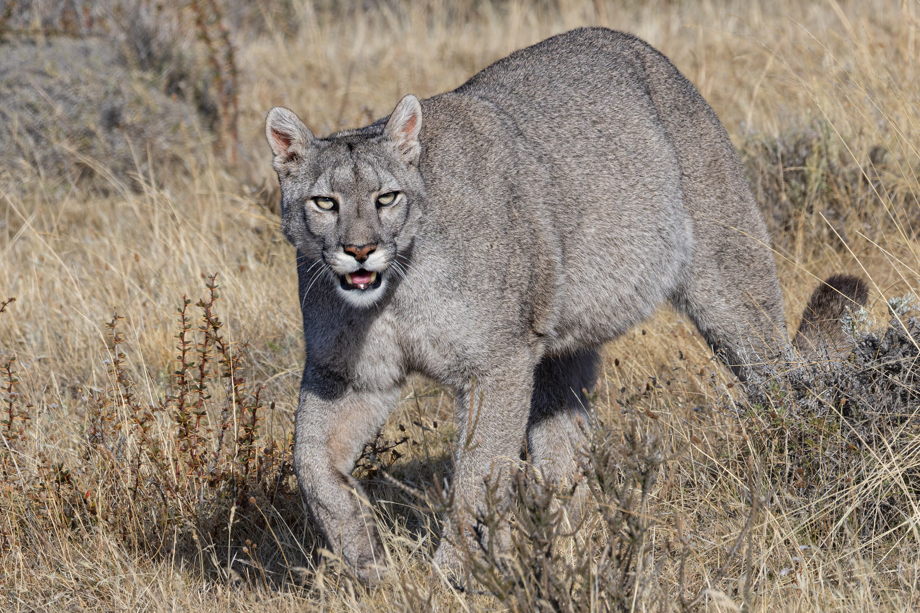 Escarcha in a more relaxed pose (image by Mike Watson)