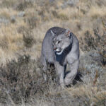 Could you be the most beautiful cat in the world? Escarcha! (image by Mike Watson)