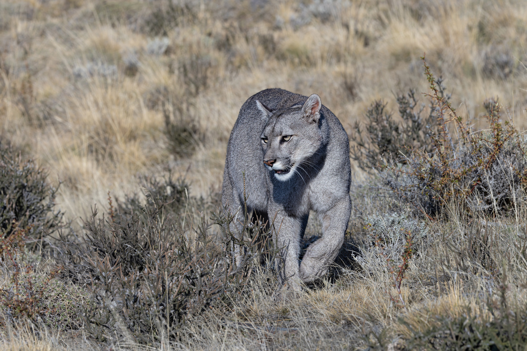 Could you be the most beautiful cat in the world? Escarcha! (image by Mike Watson)