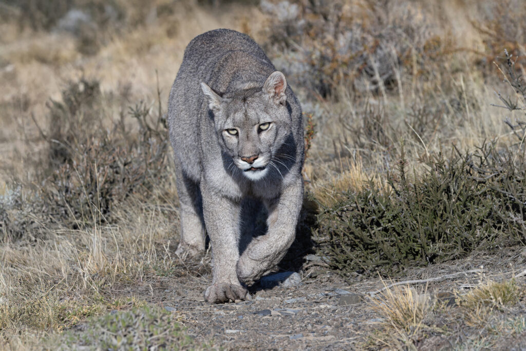 Escarcha has visibly filled out since our encounter last year and not just her belly! (image by Mike Watson)