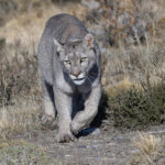 Escarcha has visibly filled out since our encounter last year and not just her belly! (image by Mike Watson)