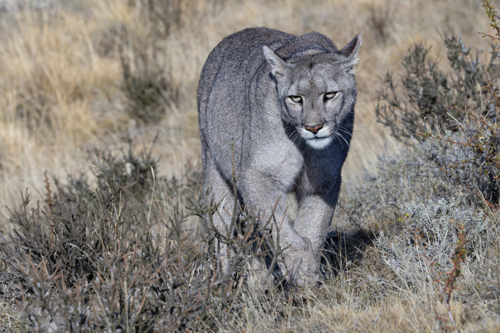 Escarcha has visibly filled out since our encounter last year and not just her belly! (image by Mike Watson)