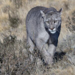 Escarcha has visibly filled out since our encounter last year and not just her belly! (image by Mike Watson)