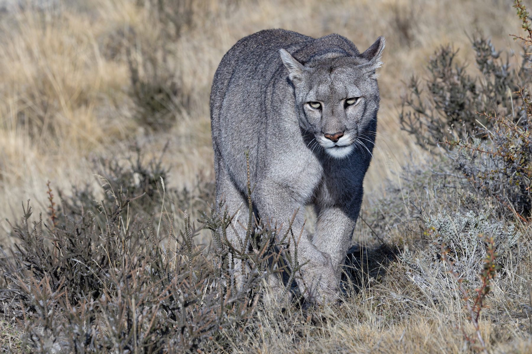 Escarcha has visibly filled out since our encounter last year and not just her belly! (image by Mike Watson)