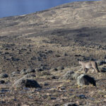 Scanning the landscape, Puma’s eyesight is superb (image by Mike Watson)