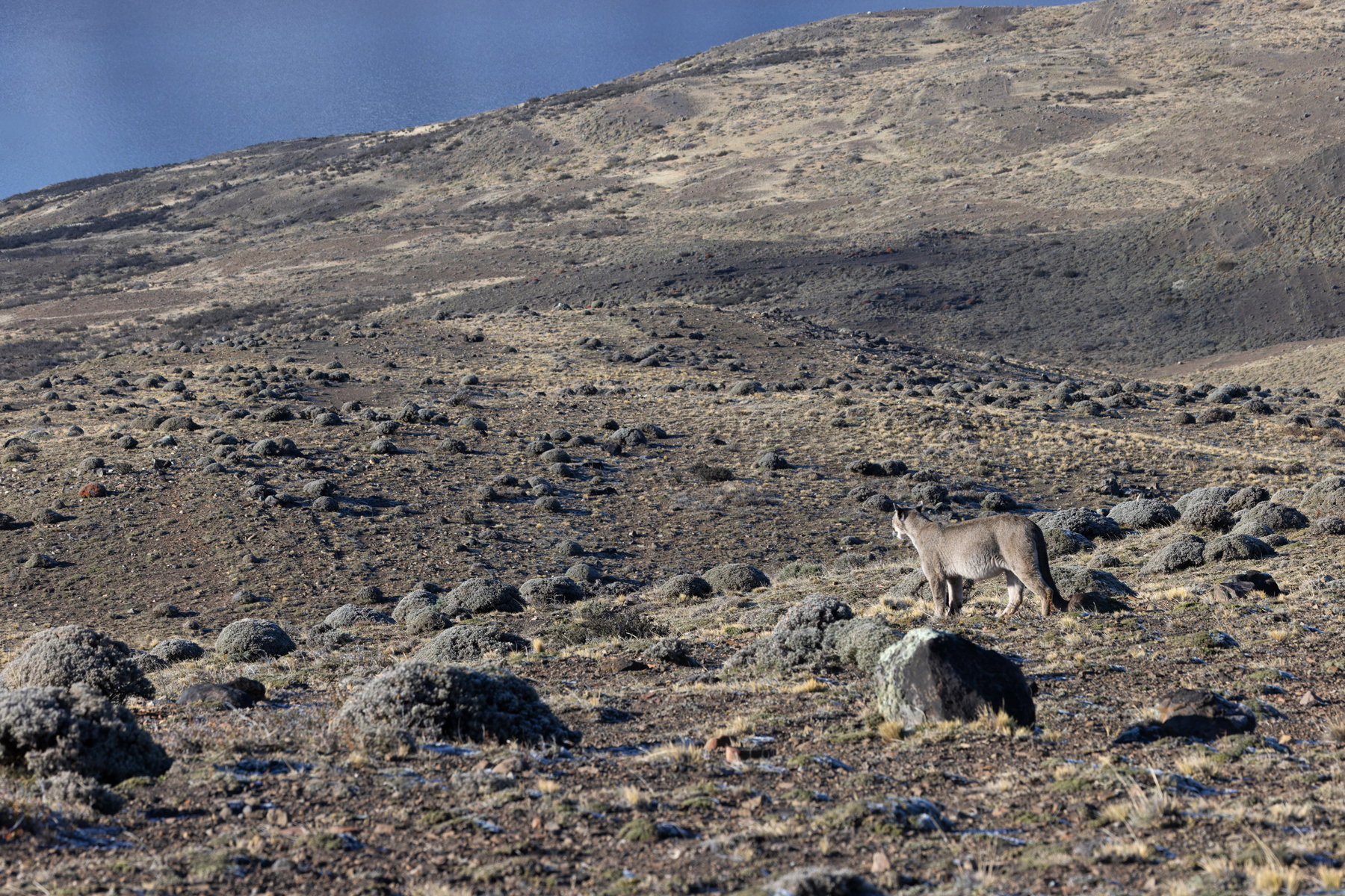 Scanning the landscape, Puma’s eyesight is superb (image by Mike Watson)