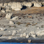 Misanthrope male Puma Cuevas makes a sharp exit on the lakeshore, this was as close as we got to him (image by Mike Watson)
