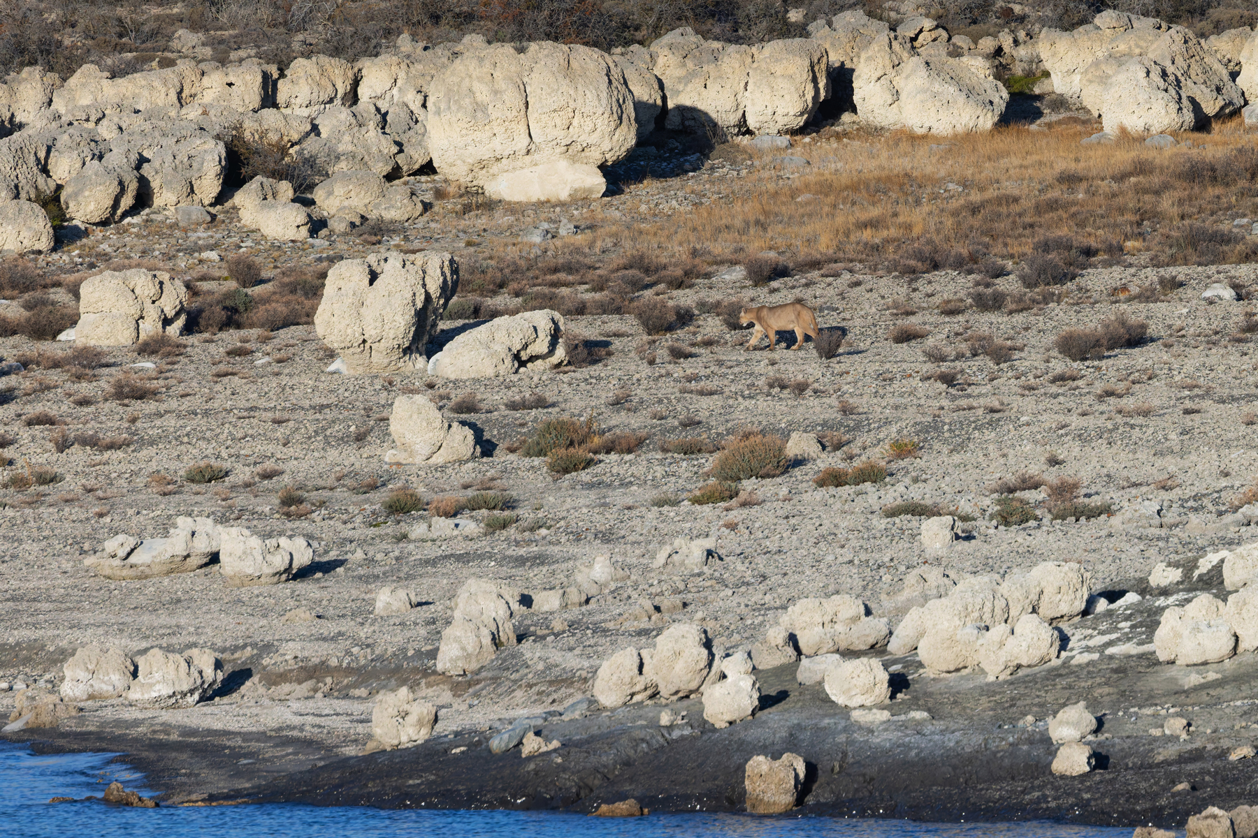 Misanthrope male Puma Cuevas makes a sharp exit on the lakeshore, this was as close as we got to him (image by Mike Watson)