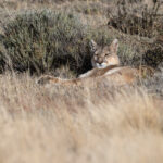 After a day of rain, Rupestre enjoys some afternoon sunshine (image by Mike Watson)