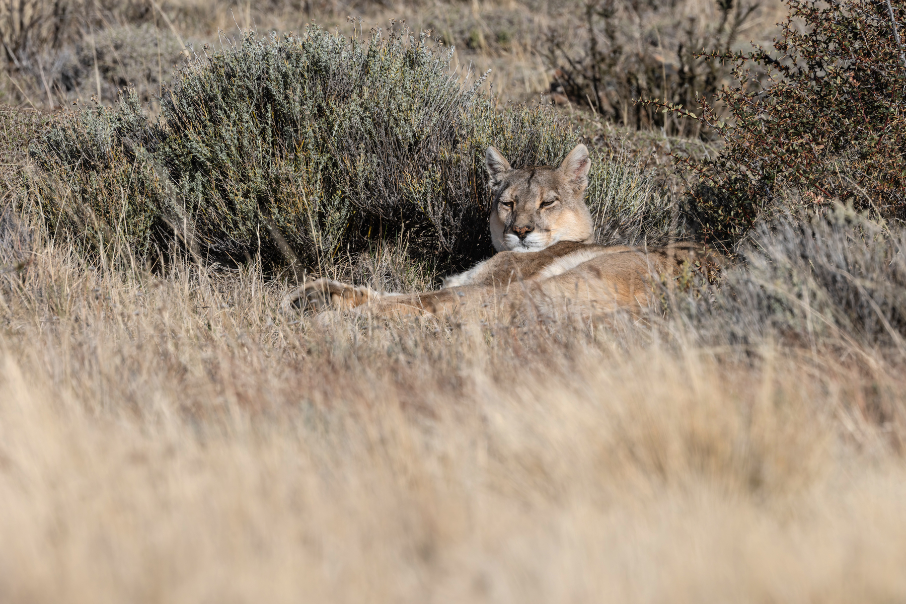 After a day of rain, Rupestre enjoys some afternoon sunshine (image by Mike Watson)