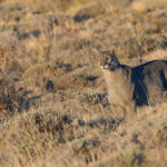 Our old friend Escarcha has turned into a big and powerful Cougar! (image by Mike Watson)