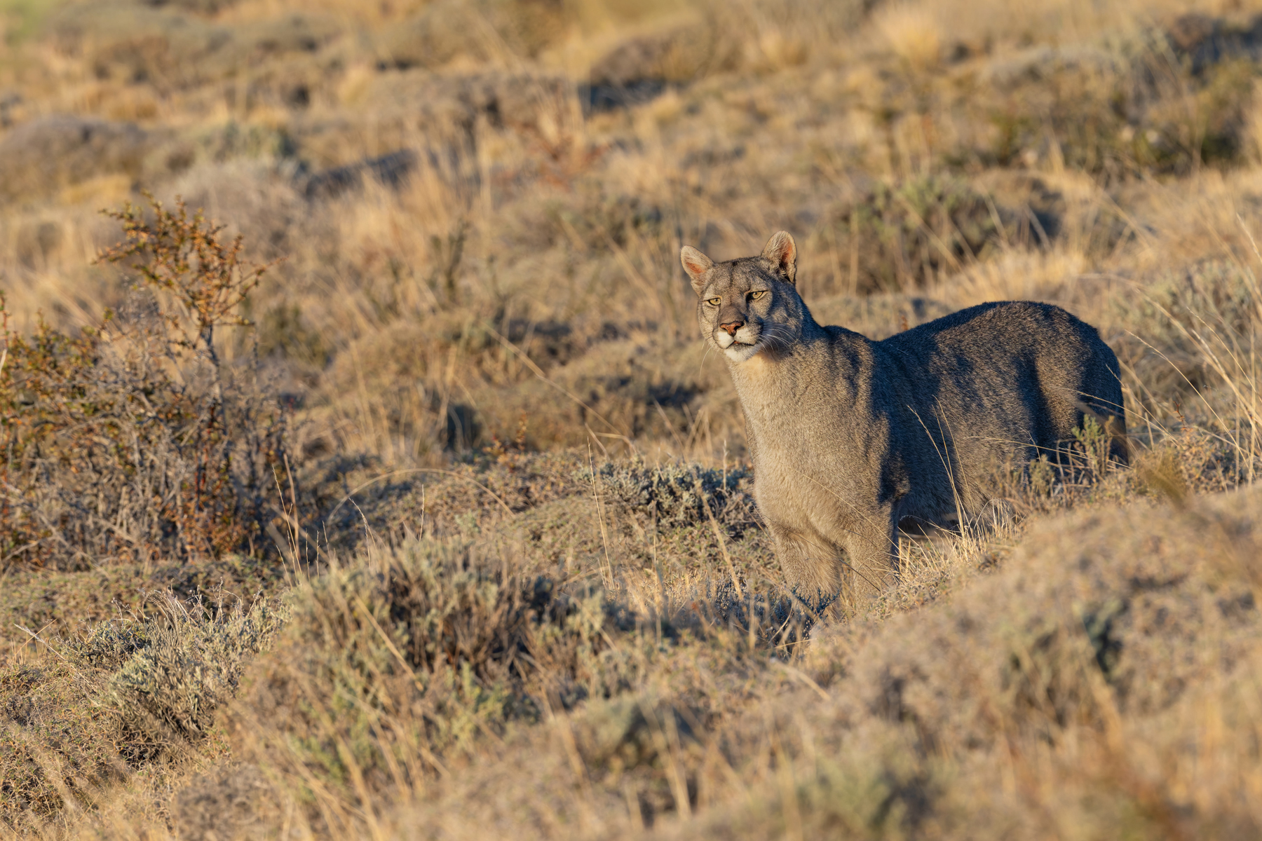 Our old friend Escarcha has turned into a big and powerful Cougar! (image by Mike Watson)